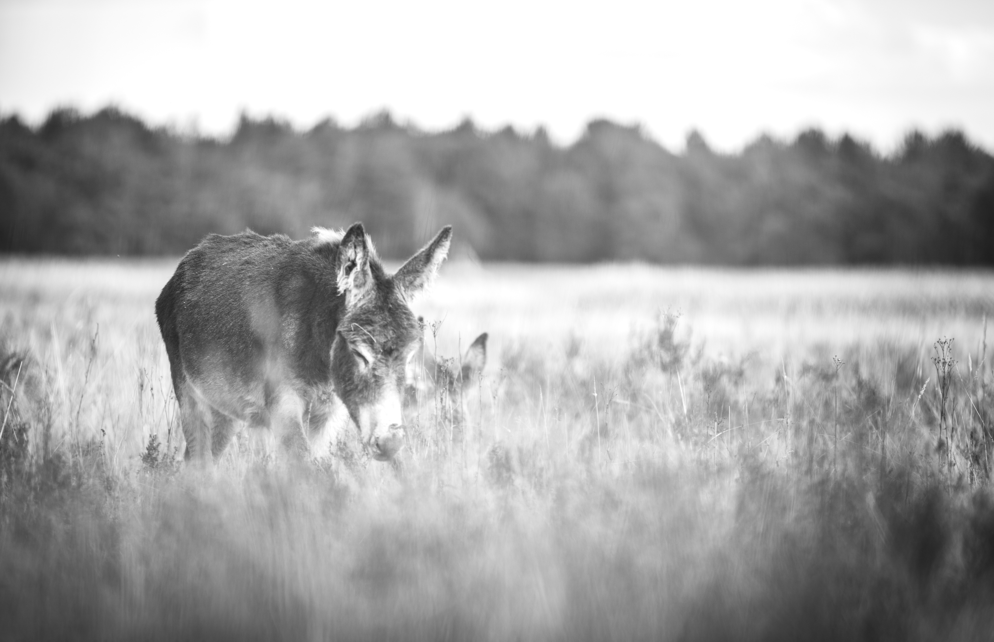 natuur-7